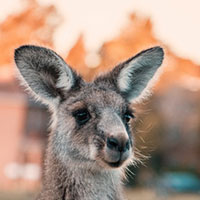 Photo of vixter
